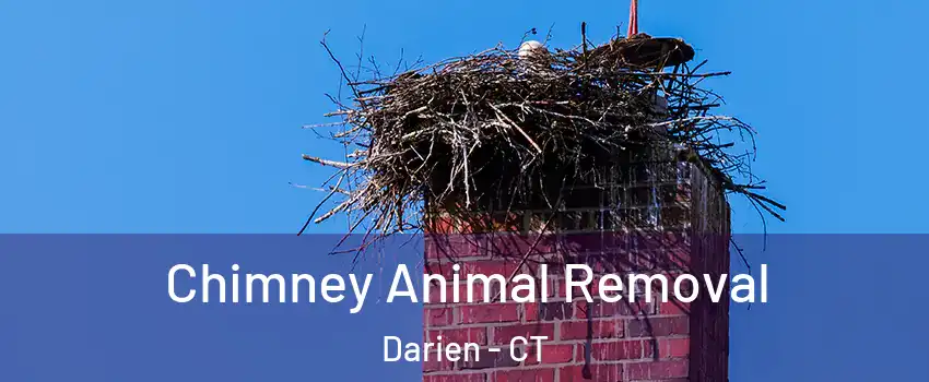 Chimney Animal Removal Darien - CT